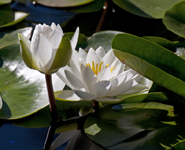 Water Lilies 0598